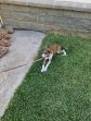 Rocco (2)