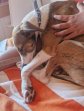 Rocco (4)