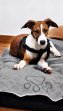 Rocco (5)