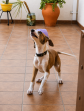 Rocco (7)