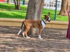 Update Rocco 8 september 2026