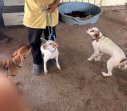 Laika (7)