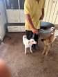 Laika (8)