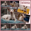 26okt26 Selena19