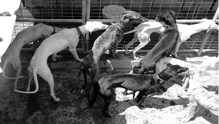 Pets Angels foto1