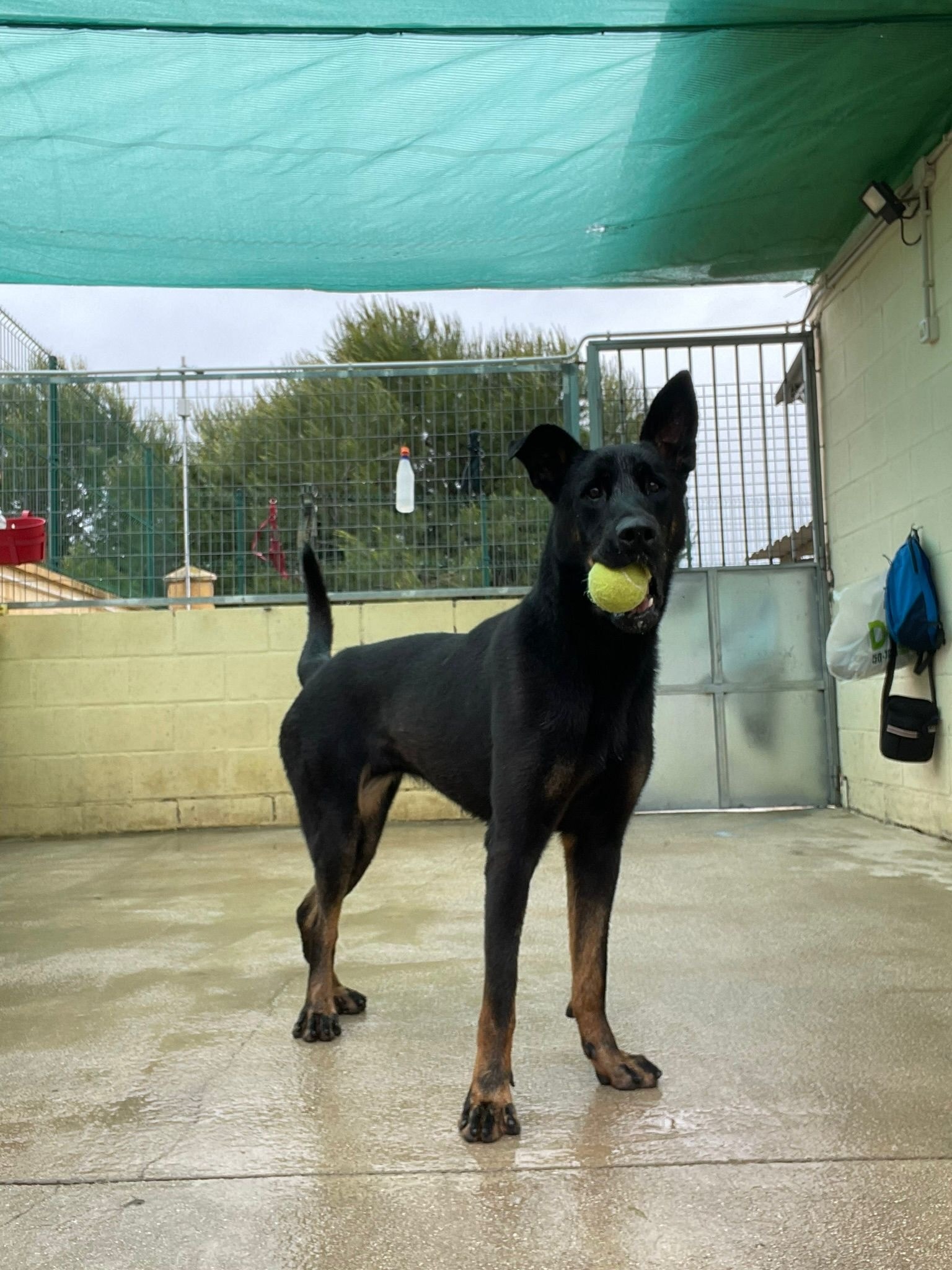 Protectora Animales 4