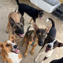 Protectora Animales 5