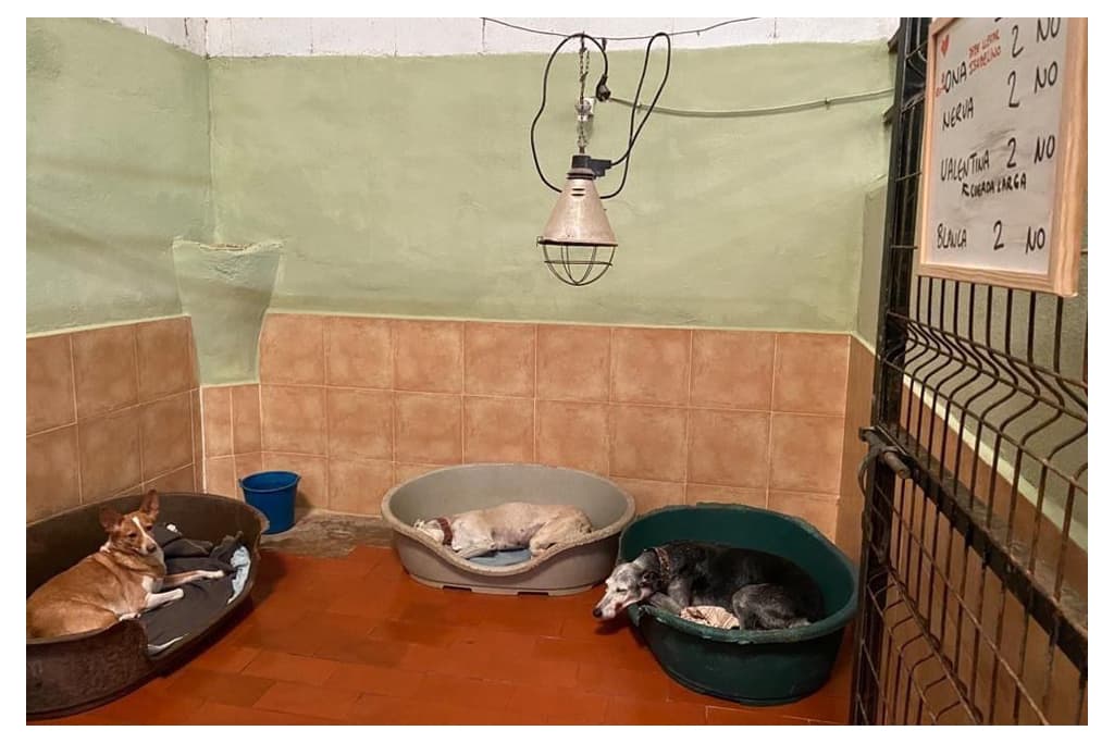 Foto 1 Galgos en Familia