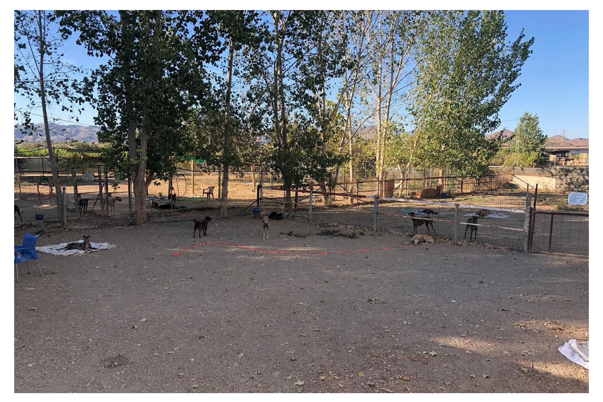 Foto 4 Galgos en Familia