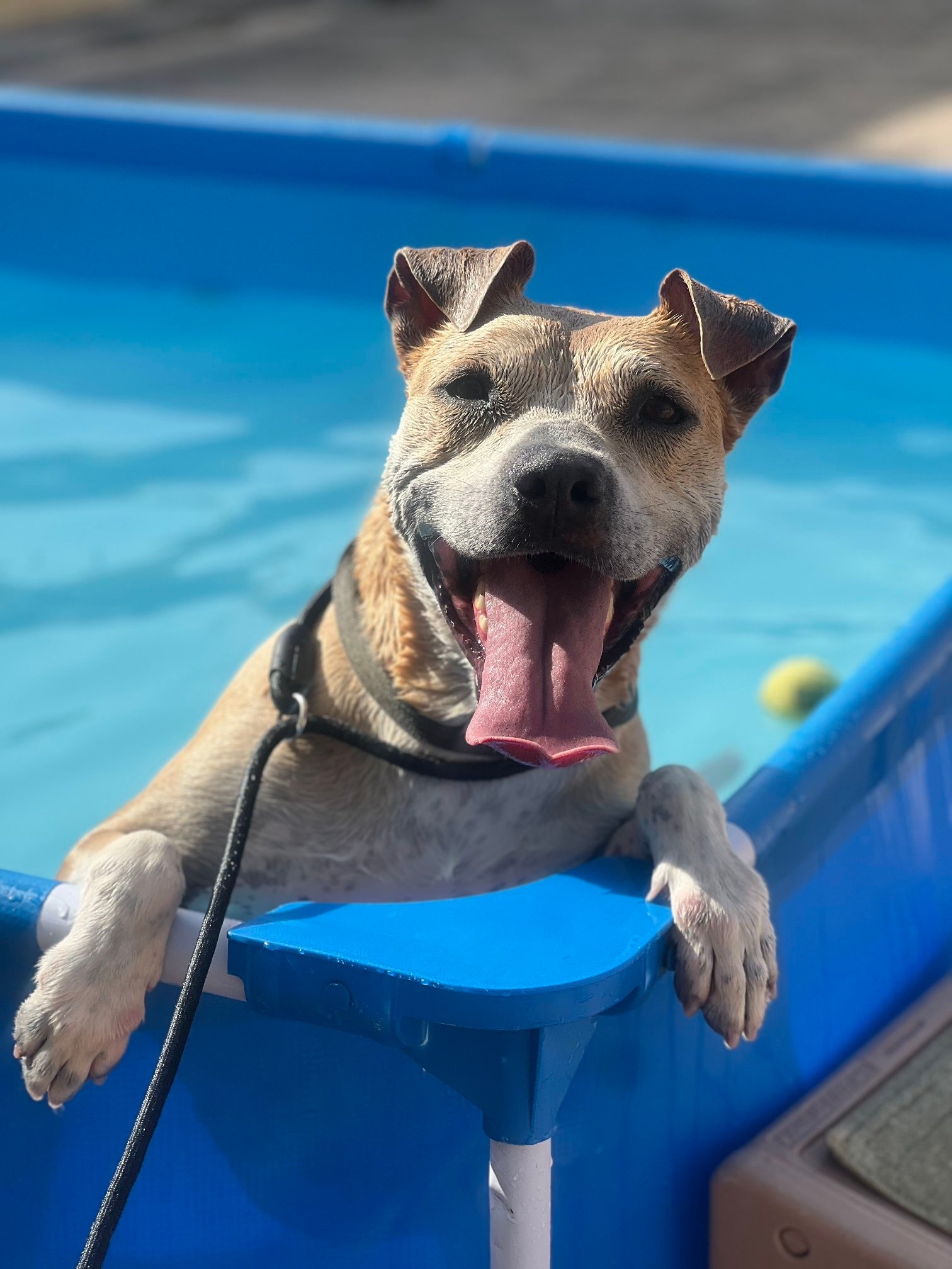 Protectora Animales 6