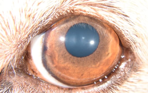 iris419