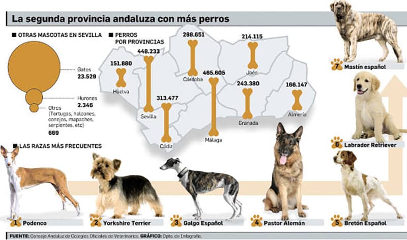 podencosandalucia.jpg